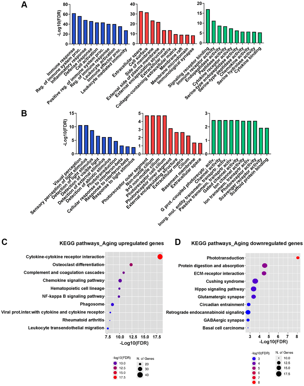 GO and KEGG functional enrichment analysis. (A, B) GO analysis of upregulated (A) and downregulated (B) genes in aged RPE/choroid in the BP, CC, and MF categories. The x-axis displays the top 10 most significant GO terms, and the y-axis represents the -log10 (FDR) of the enriched terms. (C, D) Dot plot showing KEGG pathway enrichment analysis of upregulated (C) and downregulated (D) genes in aged RPE/choroid. The y-axis presents the names of the top 10 enriched pathways, and the x-axis represents the -log 10 (FDR). The number of DEGs enriched in a pathway is denoted by bubble size, and the -log10 (FDR) is reflected by the bubble’s color. Abbreviations: DEGs: differentially expressed genes; GO: Gene Ontology; CC: cellular component; MF: molecular function; BP: biological process; KEGG: Kyoto Encyclopedia of Genes and Genomes.