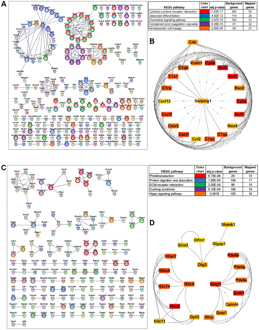 Protein-protein interaction (PPI) network of differentially expressed genes and the hub genes. (A) STRING network of PPI generated using DE genes upregulated in aging RPE/choroid (FDR 1). Significant clusters from the PPI network complex were constructed using the Cytoscape MCL plugin. Genes mapped to top KEGG pathways are highlighted. (B) The top 20 hub genes in the PPI network were identified using the Cytoscape plugin cytoHubba based on their maximal clique centrality (MCC) score. The 20 identified hub genes are displayed from red (high MCC score) to yellow (low MCC score). (C) PPI network constructed using DE genes downregulated in aging RPE/choroid (FDR 0.05). The network is subclustered using the Cytoscape MCL plugin and the highlighted genes are mapped to top KEGG pathways. (D) Top 20 aging downregulated hub genes screened by the cytoHubba plugin of Cytoscape based on the MCC score where red nodes represent a higher MCC score and yellow represents a lower score.