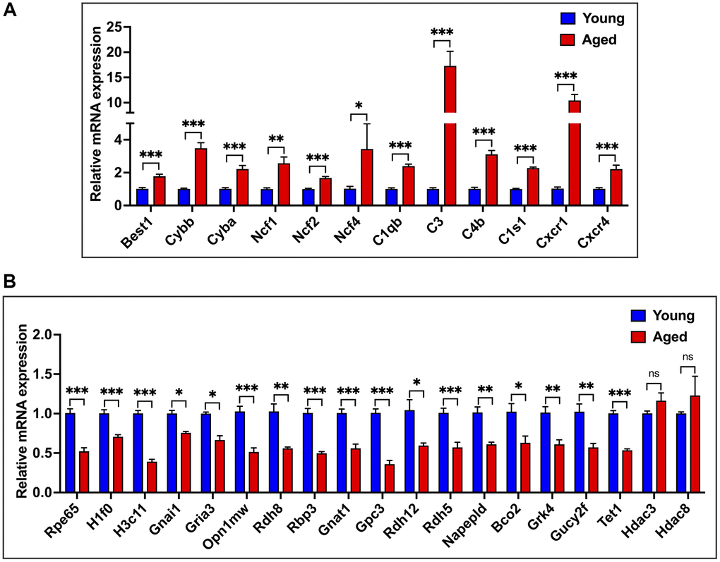 qPCR validation of RNA-seq data. (A) qPCR expression analysis of 12 genes upregulated in aged RPE/choroid. (B) Relative mRNA expression levels of genes downregulated in aging and not differentially regulated in RPE/choroid from young and aged mice. Actin-B was used for normalization, and statistical analysis was performed using the unpaired t-test (*p **p ***p 