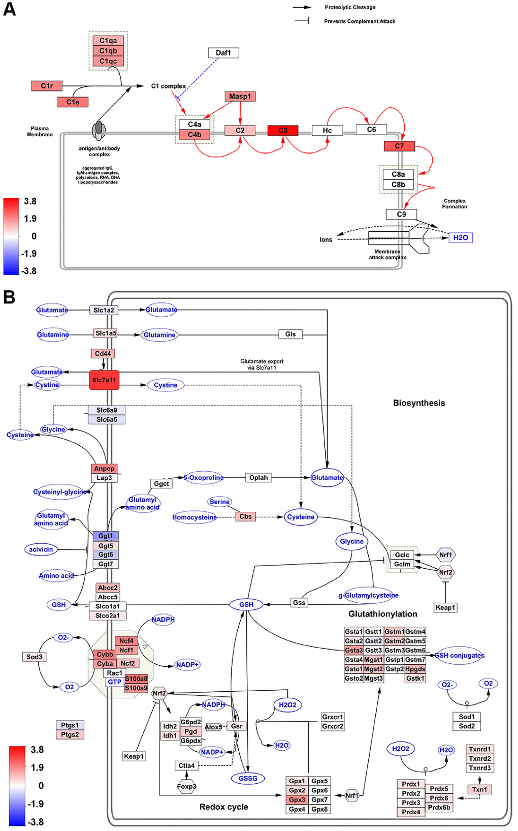 Pathway analysis of hub genes. (A, B) Wikipathway analysis shows Hub gene-associated pathways. The number of DEGs in our dataset that overlap with the complement activation classical pathway (A), and oxidative stress and redox pathway (B) are indicated as red (aged upregulated) or blue (aged downregulated).