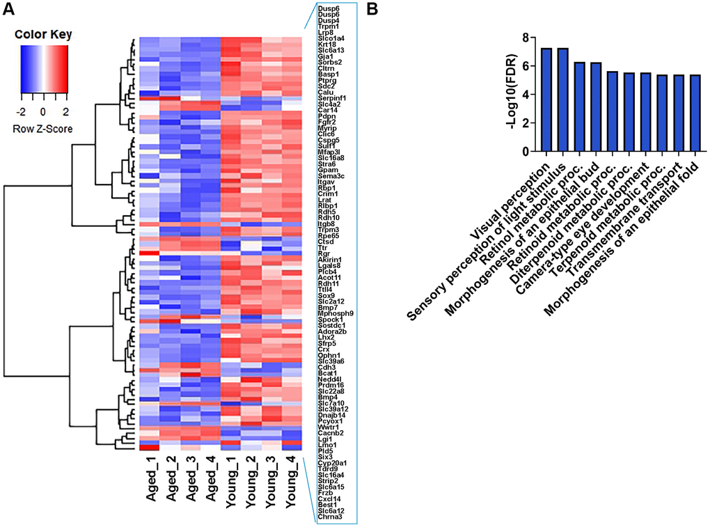 Expression profile of RPE-specific genes. (A) Hierarchical clustering and heatmap analysis of selected RPE-specific markers in the RPE/choroid of young and aged mice. Blue to red represents low to high gene expression. (B) GO term enrichment analysis of 67 RPE-specific genes that were downregulated in aging.