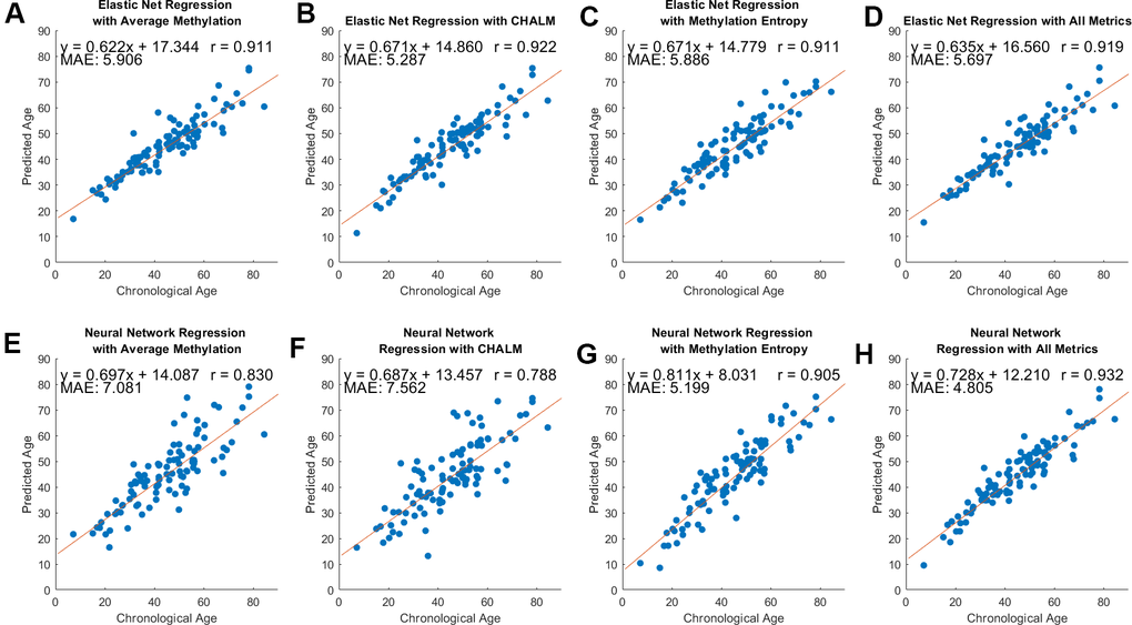 Model performance across three methylation metrics and two regression methods. Pearson’s correlation coefficient, equation of best-fit line, and MAE between predicted and chronological age are included. (A–D) Predicted versus chronological age using average methylation, CHALM, entropy, and a combination of these metrics with elastic net regression. (E–H) Predicted versus chronological age with neural network regression.