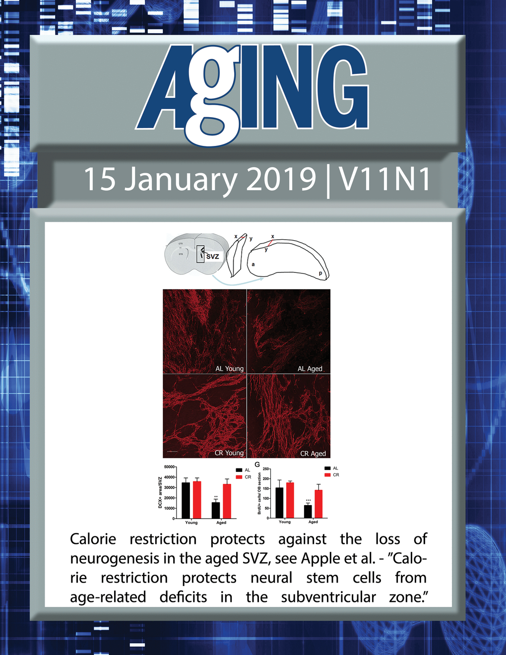 The cover features Figure 2 "Calorie restriction protects against the loss of neurogenesis in the aged SVZ" from Apple et al.