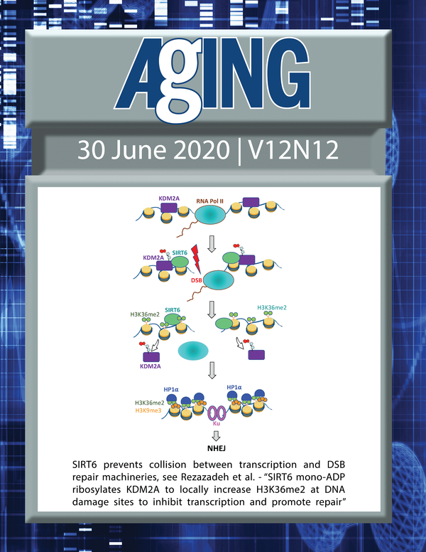 The cover features Figure 5 "SIRT6 prevents collision between transcription and DSB repair machineries“ from Rezazadeh et al.