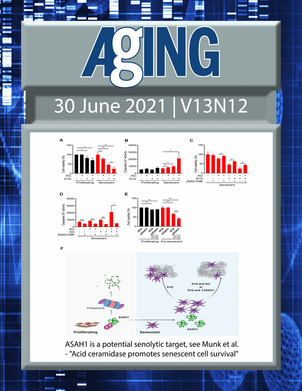 The cover features Figure 6 "ASAH1 is a potential senolytic target“ from Munk et al.